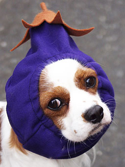 dog-dressup