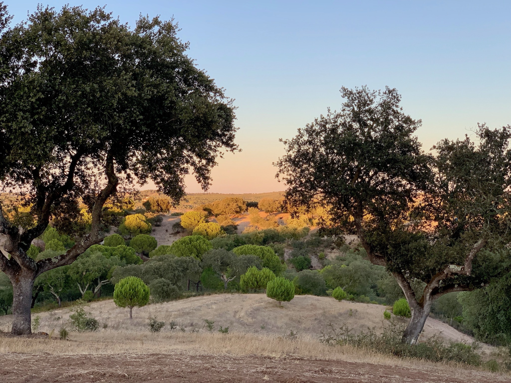 Golden trees as far as the eye can see